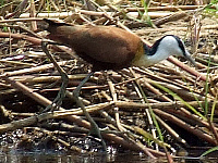 African Jacana African Jacana
